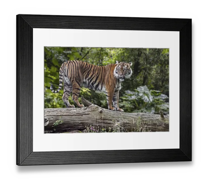 Framed Print : Sumatran tiger (Panthera tigris sondaica) on fallen tree trunk in tropical forest Framed Print : Sumatran tiger (Panthera tigris sondaica) on fallen tree trunk in tropical forest