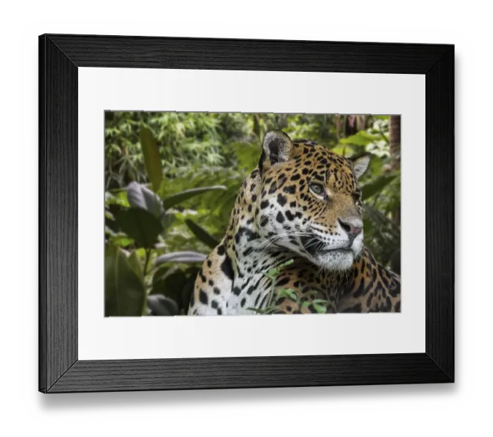 Framed Print : Jaguar (Panthera onca) close up portrait in jungle Framed Print : Jaguar (Panthera onca) close up portrait in jungle