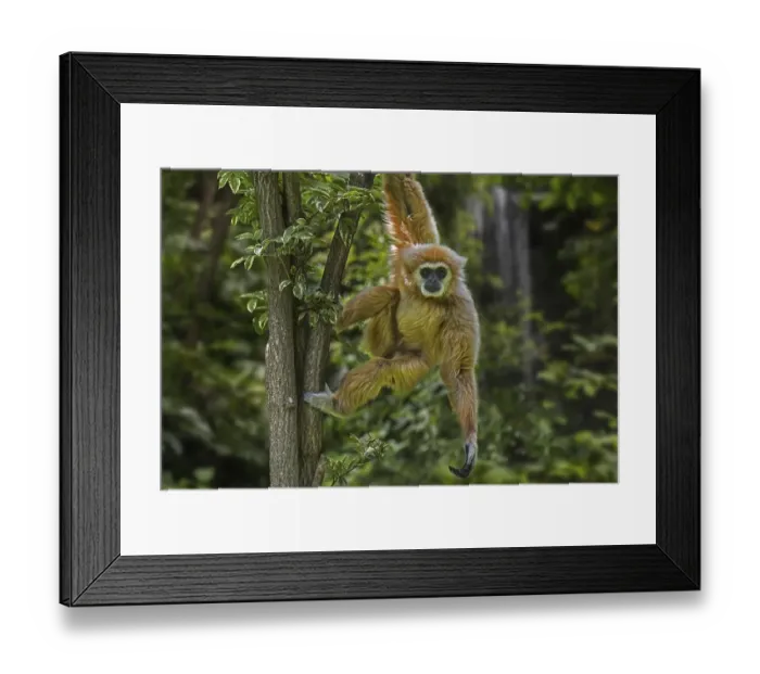 Framed Print : Lar gibbon, white-handed gibbon (Hylobates lar) in tropical rain forest Framed Print : Lar gibbon, white-handed gibbon (Hylobates lar) in tropical rain forest