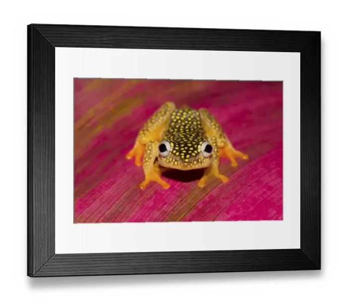 Framed Print : Whitebelly reed frog (Heterixalus Alboguttatus) Framed Print : Whitebelly reed frog (Heterixalus Alboguttatus)