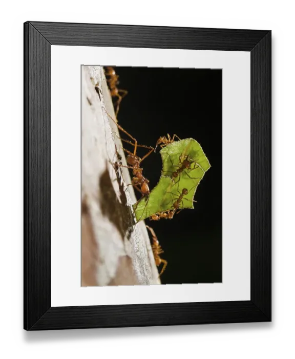 Framed Print : Leafcutter Ants (Atta cephalotes)