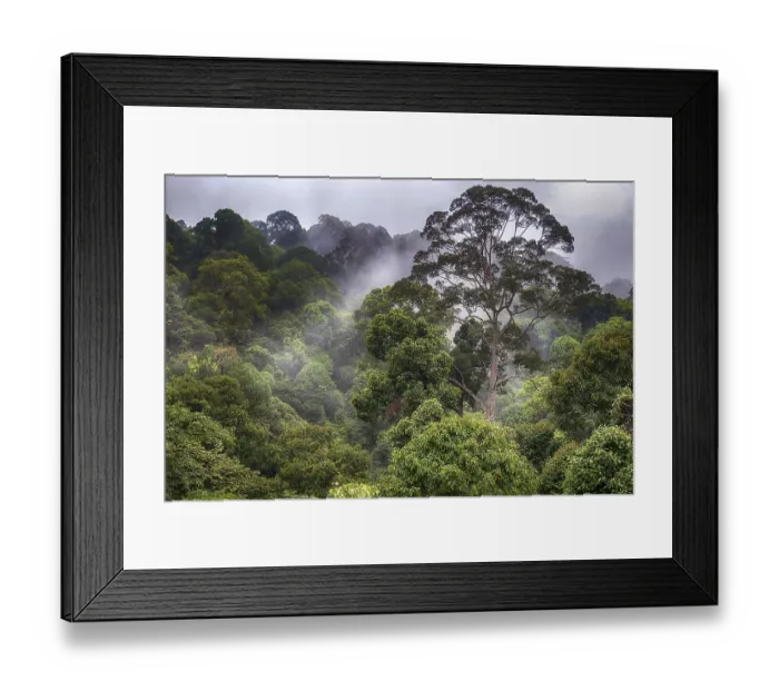 Framed Print : Pristine tropical rainforest at deramakot Forest Reserve