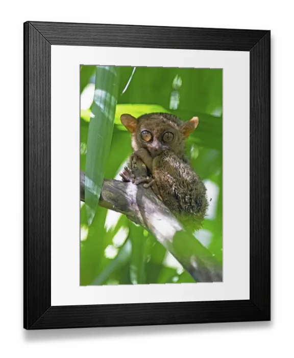 Framed Print : Philippine tarsier (Carlito syrichta) clings to a branch