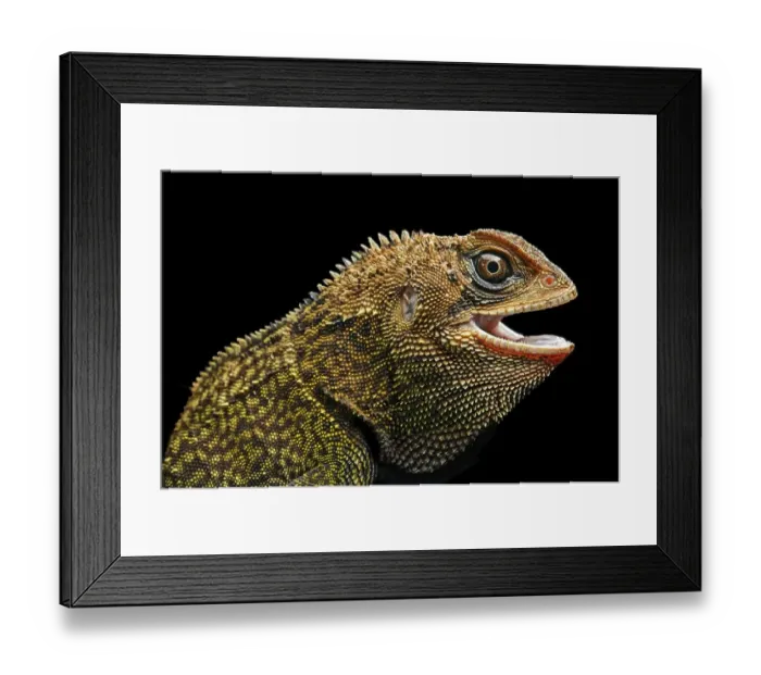 Framed Print : Iguana (Enyalioides heterolepis) Framed Print : Iguana (Enyalioides heterolepis)
