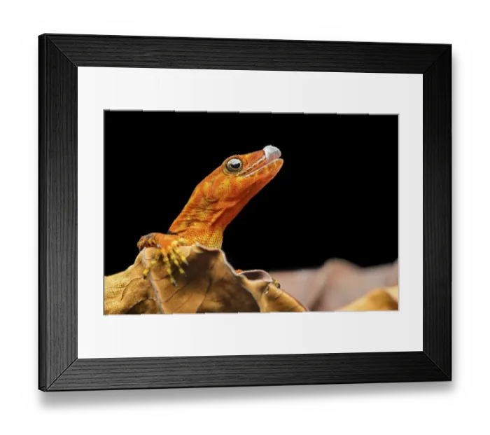 Framed Print : O'Shaughnessy's gecko or collared gecko (Gonatodes concinnatus) Framed Print : O'Shaughnessy's gecko or collared gecko (Gonatodes concinnatus)