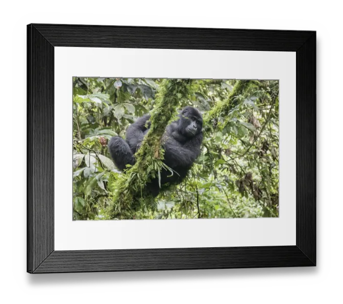 Framed Print : Mountain Gorilla (Gorilla beringei beringei) of the Nkuringo group Framed Print : Mountain Gorilla (Gorilla beringei beringei) of the Nkuringo group
