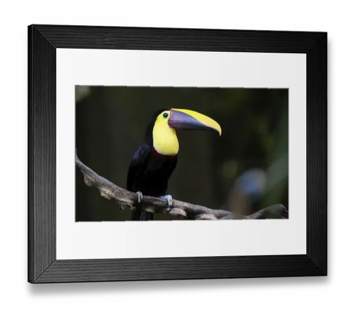 Framed Print : Chestnut Mandibled Toucan on a Vine in the Jungle