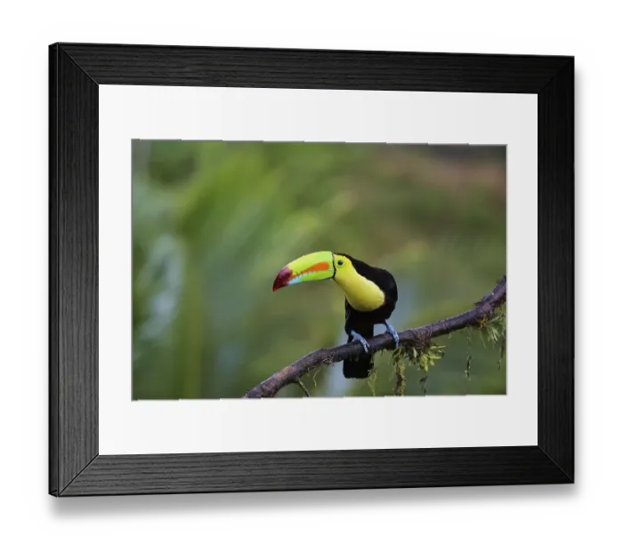 Framed Print : Keel billed toucan in the rainforest sitting on a branch Framed Print : Keel billed toucan in the rainforest sitting on a branch