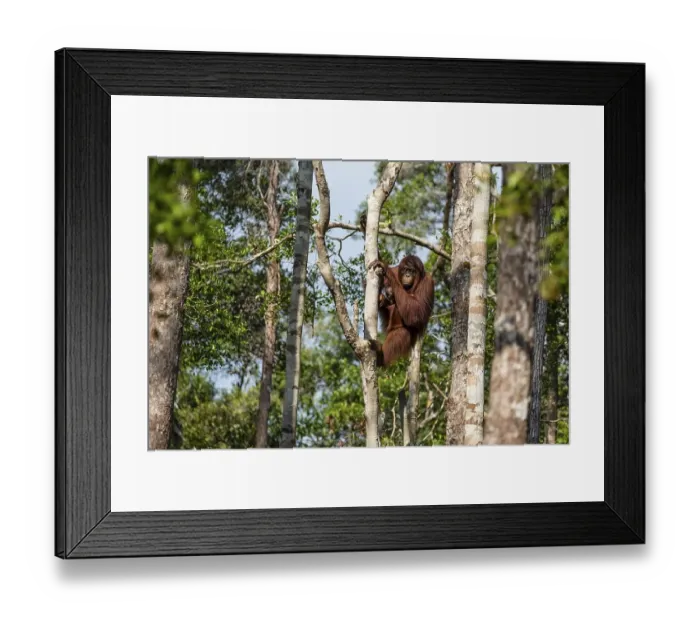 Framed Print : Bornean orangutan (Pongo pygmaeus)