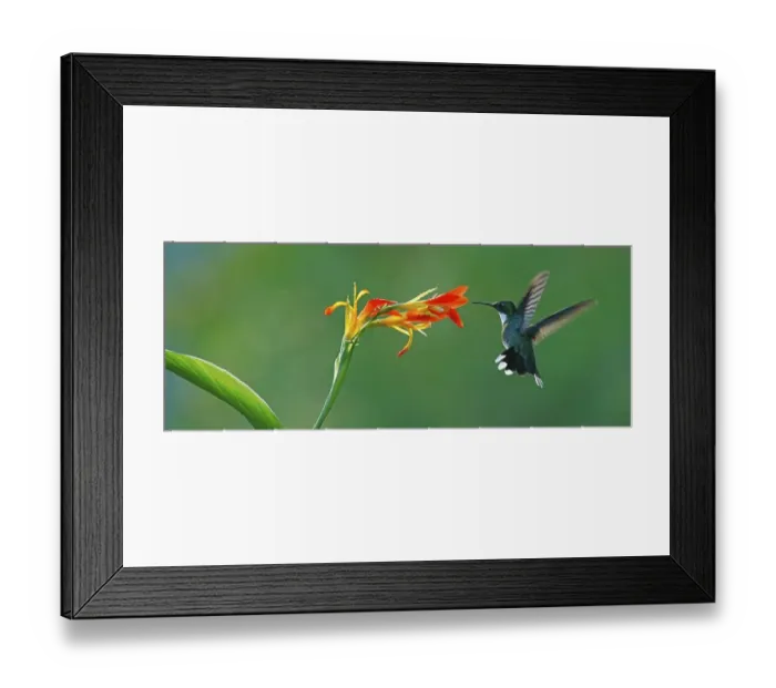 Framed Print : White-throated hummingbird (Leucochloris albicollis) drinking at a flower