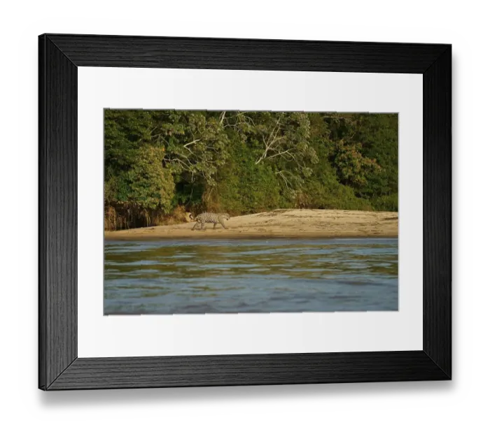 Framed Print : Jaguar (Panthera onca) runs on the riverbank in front of dense rainforest Framed Print : Jaguar (Panthera onca) runs on the riverbank in front of dense rainforest