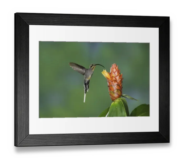 Framed Print : Green Hermit (Phaethornis guy) Framed Print : Green Hermit (Phaethornis guy)