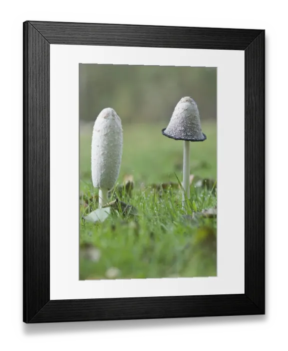 Framed Print : Shaggy ink cap, lawyer's wig or shaggy mane (Coprinus comatus)