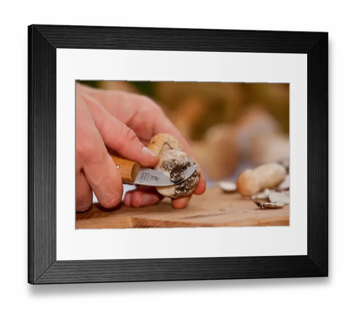 Framed Print : King bolete (Boletus edulis) mushroom cleaning Framed Print : King bolete (Boletus edulis) mushroom cleaning