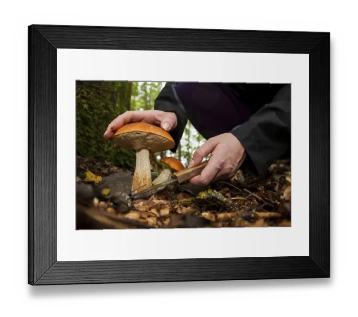 Framed Print : Leccinum aurantiacum (Leccinum aurantiacum) Mushroom picking