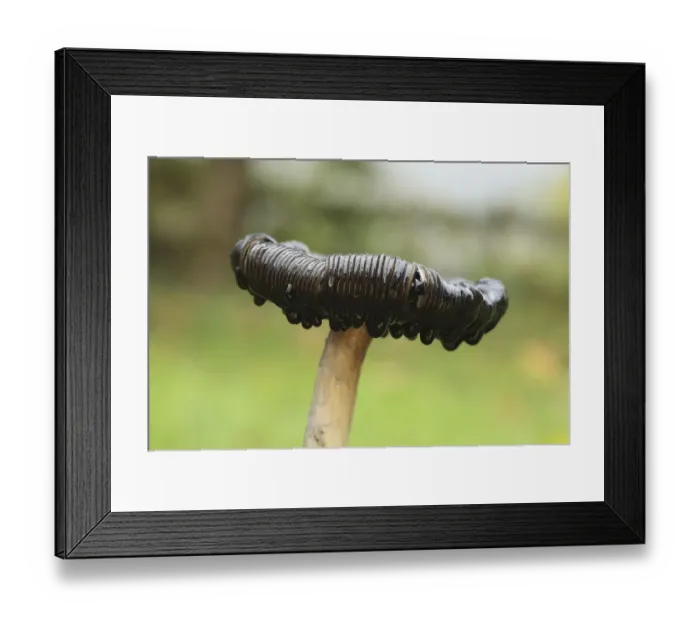 Framed Print : Shaggy Ink Cap (Coprinus comatus) Framed Print : Shaggy Ink Cap (Coprinus comatus)