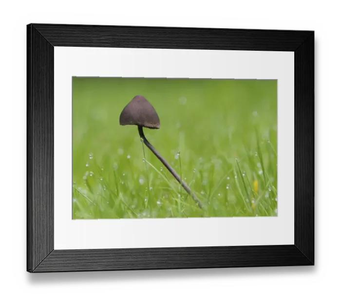 Framed Print : Turf Mottlegill (Panaeolus fimicola) Framed Print : Turf Mottlegill (Panaeolus fimicola)
