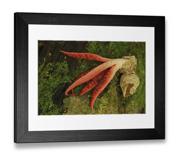 Framed Print : Cuttlefish mushroom (Clathrus archeri) with volva in Eppstein
