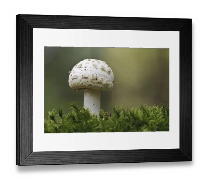 Framed Print : Yellow bulb, false death cap (Amanita mappa)