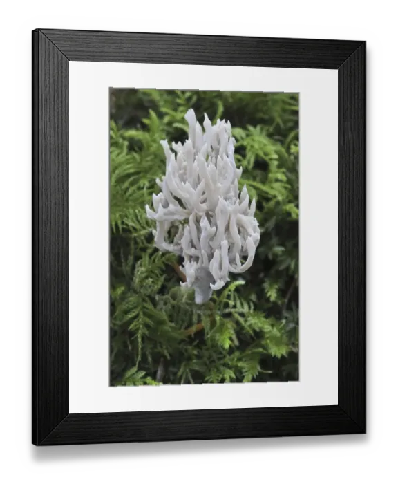 Framed Print : White coral fungus (Clavulina cristata) fruiting body