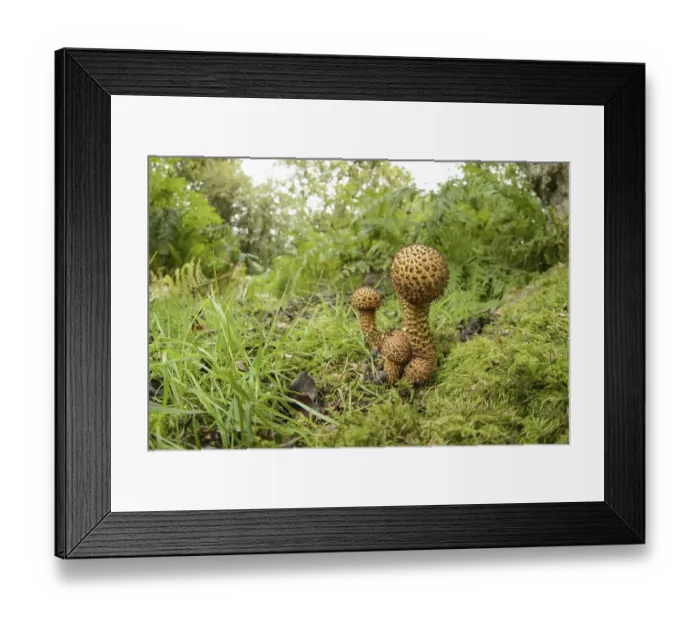 Framed Print : Shaggy Scalycap (Pholiota squarrosa) fruiting bodies Framed Print : Shaggy Scalycap (Pholiota squarrosa) fruiting bodies