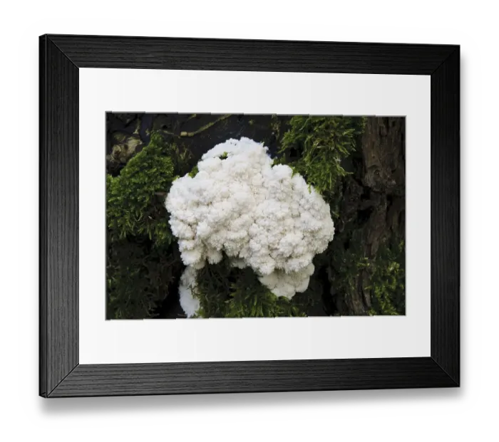 Framed Print : False Puffball (Enteridium lycoperdon) plasmodial phase