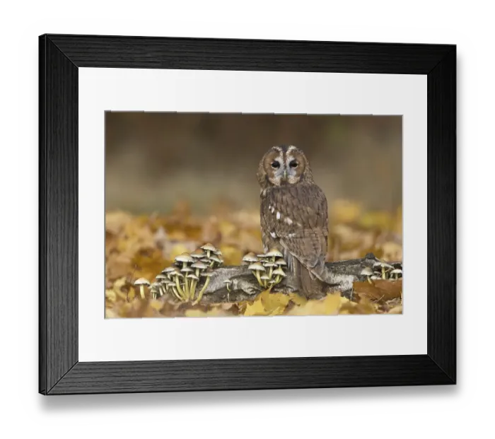 Framed Print : Tawny owl (Strix aluco), adult