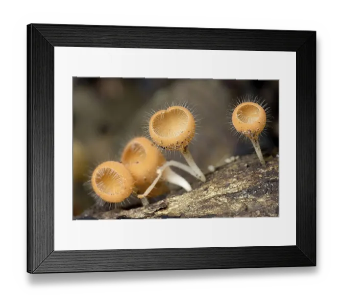 Framed Print : Becherpilz, Marasmius spec.Khao YAi NP Thailand Framed Print : Becherpilz, Marasmius spec.Khao YAi NP Thailand