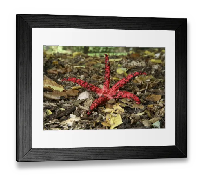 Framed Print : Octopus Stinkhorn (Clathrus archeri) Germany