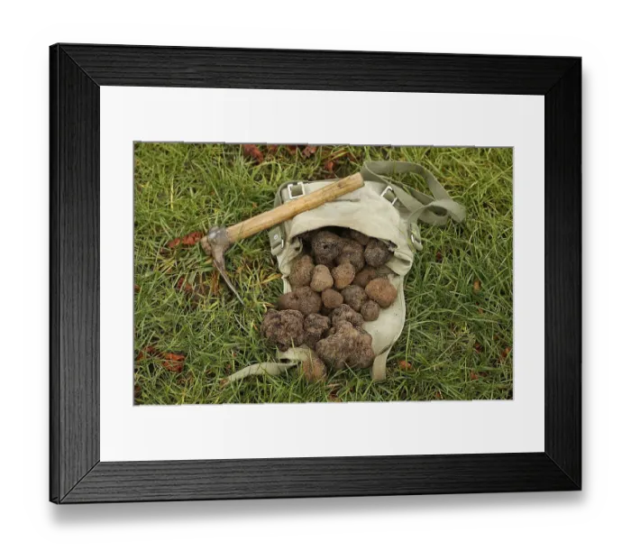 Framed Print : Black truffle (tuber melanosporum)