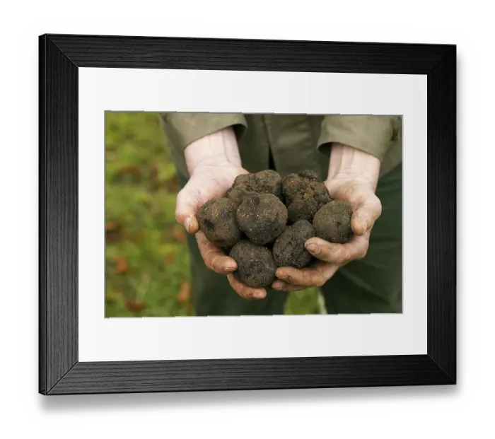 Framed Print : Black truffle (tuber melanosporum)