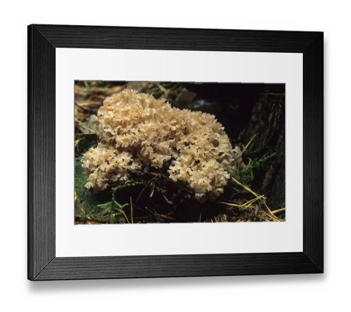 Framed Print : Sparassis (Sparassis crispa)