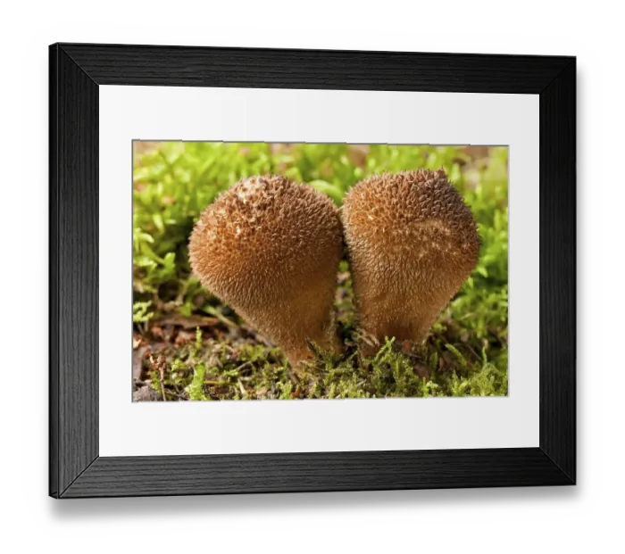 Framed Print : Puffball mushrooms (Lycoperdon nigrescenes) Framed Print : Puffball mushrooms (Lycoperdon nigrescenes)