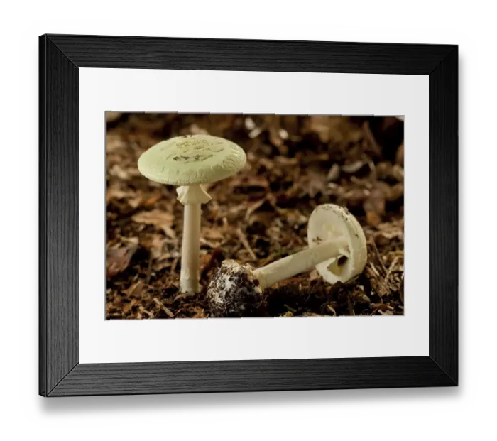 Framed Print : Death cap mushroom (Amanita phalloides)