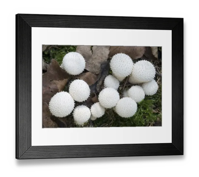 Framed Print : Puffball, Bottle umbrinum (Lycoperdon perlatum)