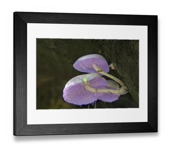 Framed Print : Mushrooms on a tree with spider, spider AI
