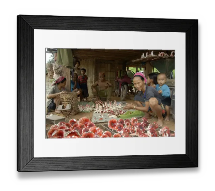 Framed Print : Women of the Akha tribe delivering fresh mushrooms to the dealer