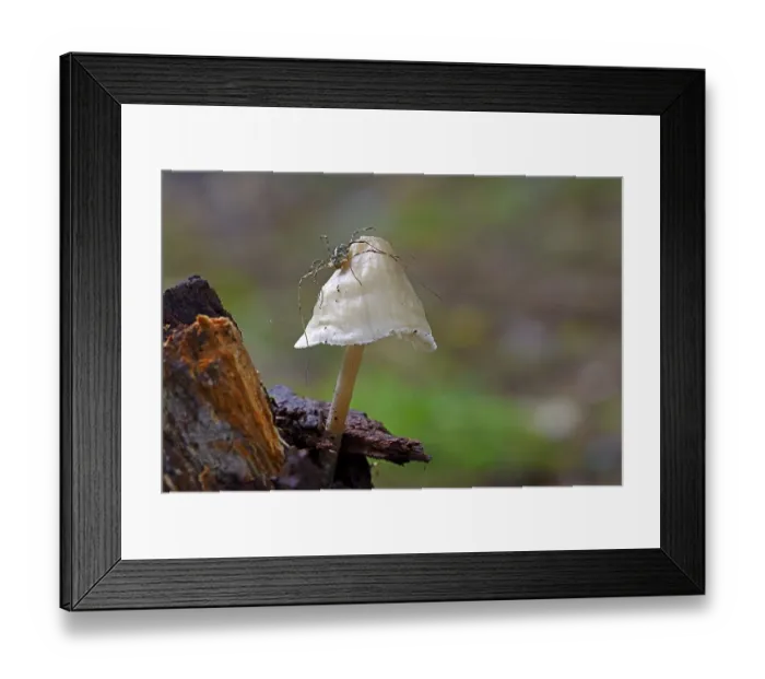 Framed Print : Harvestman (Opiliones) on mushroom Framed Print : Harvestman (Opiliones) on mushroom