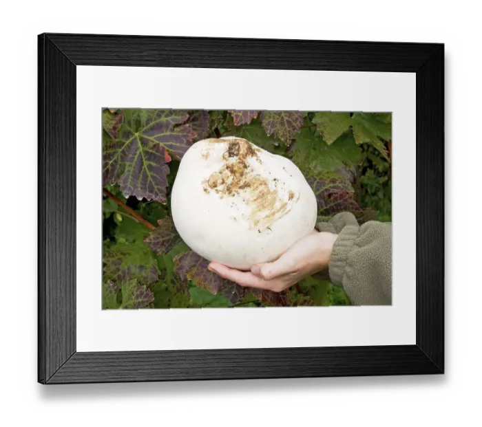 Framed Print : Giant puffball Langermannia gigantea
