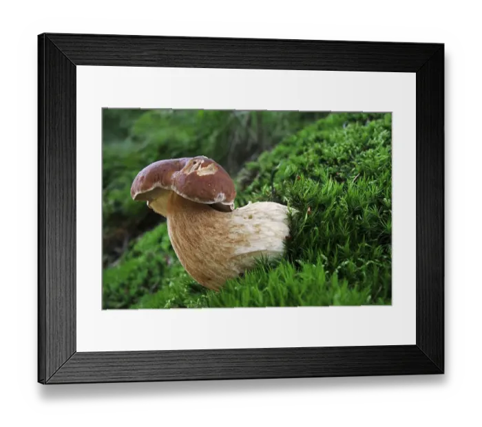 Framed Print : (Boletus edulis), Boletus, Cep bun