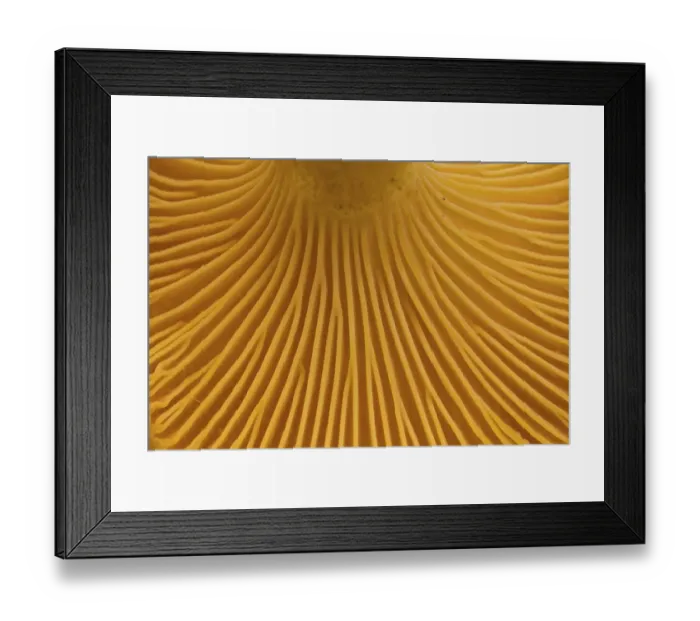 Framed Print : Chanterelle (Cantharellus cibarius)