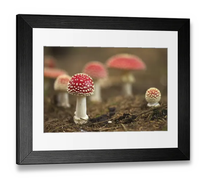 Framed Print : Fly agaric (Amanita muscaria), Germany, Europe