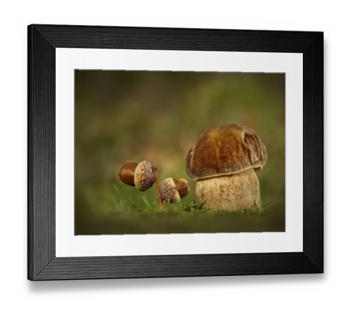 Framed Print : King bolete (Boletus edulis), with acorns on mossy ground