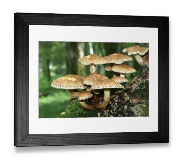 Framed Print : Shaggy Pholiota (Pholiota squarrosa) Framed Print : Shaggy Pholiota (Pholiota squarrosa)