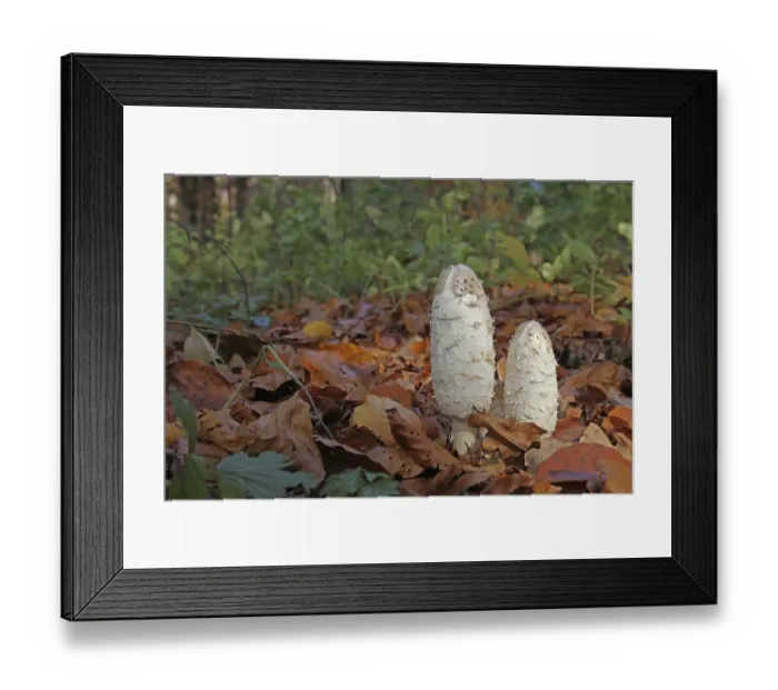 Framed Print : Shaggy Ink Caps (Coprimus comatus) in autumn foliage Framed Print : Shaggy Ink Caps (Coprimus comatus) in autumn foliage