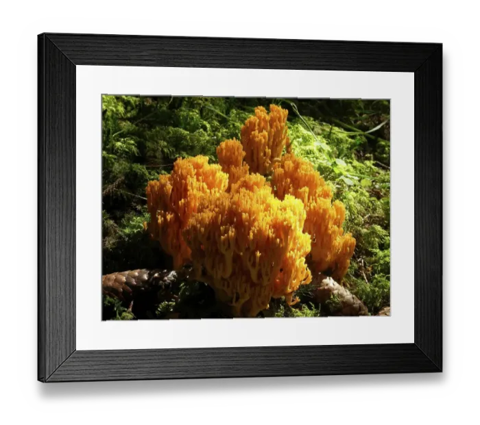 Framed Print : Beautiful clavaria (Ramaria formosa)