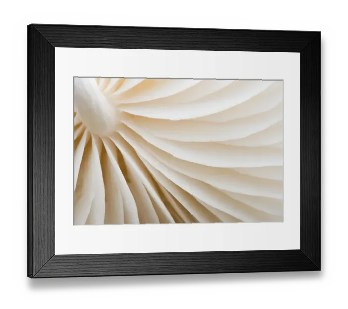 Framed Print : Porcelain Fungus (Oudemansiella mucida)