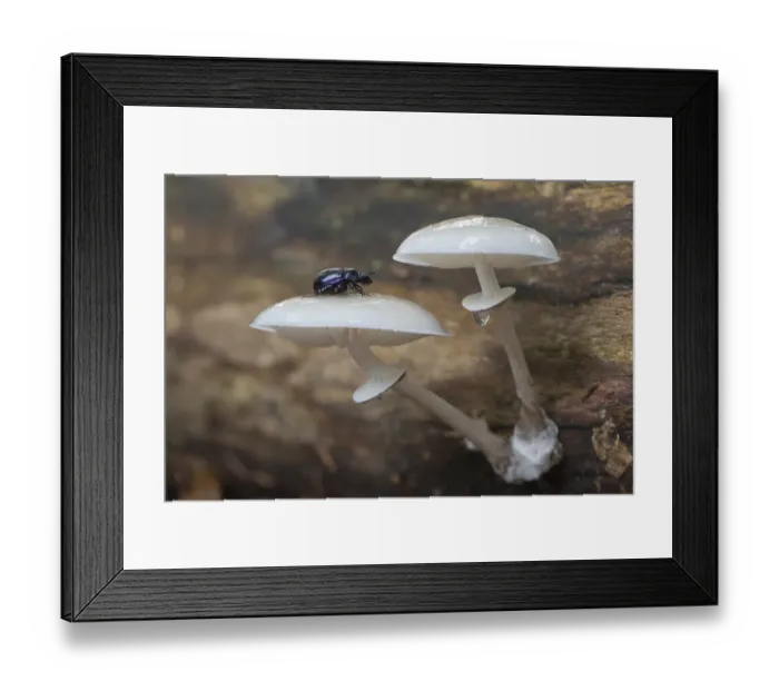 Framed Print : Porcelain fungus (Oudemansiella mucida)