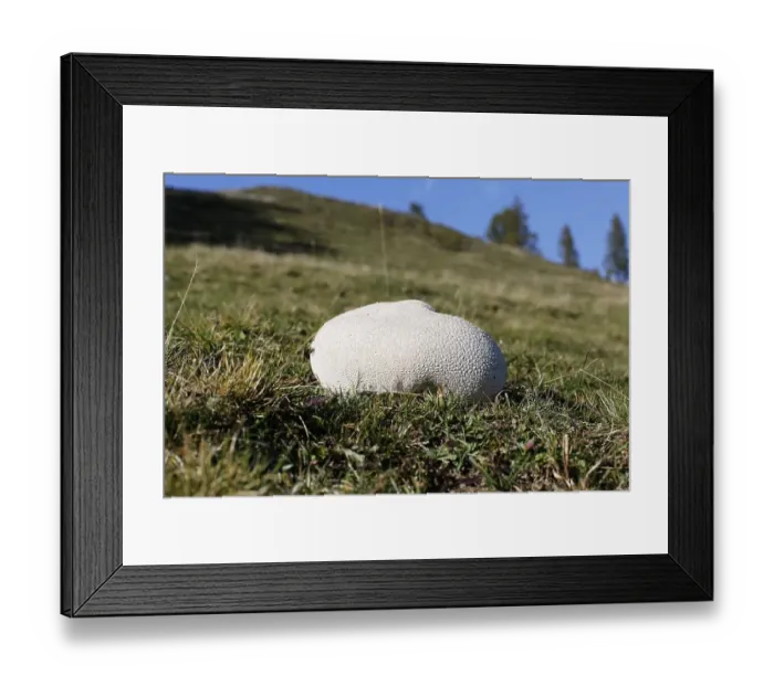 Framed Print : Mosaic puffball (Lycoperdon utriforme) on a pasture Framed Print : Mosaic puffball (Lycoperdon utriforme) on a pasture
