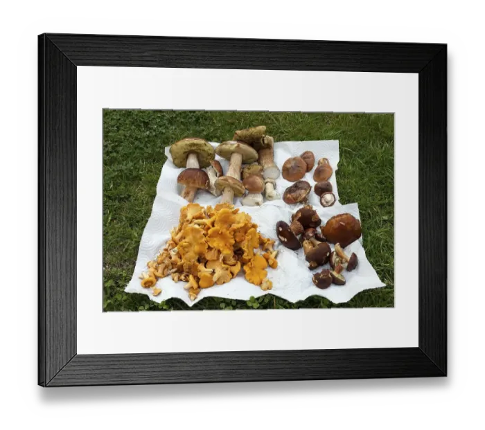 Framed Print : Collected porcini mushrooms (Boletus) Framed Print : Collected porcini mushrooms (Boletus)